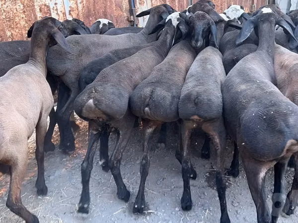 Ram, Blackheaded Persian sheep