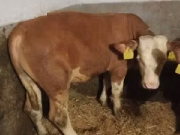Bulle, Simmental cattle