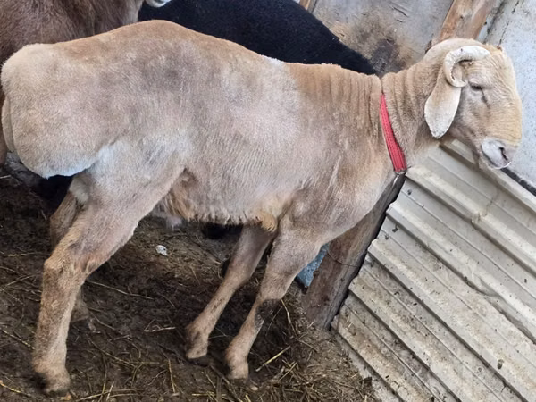 Ram, Arashan sheep