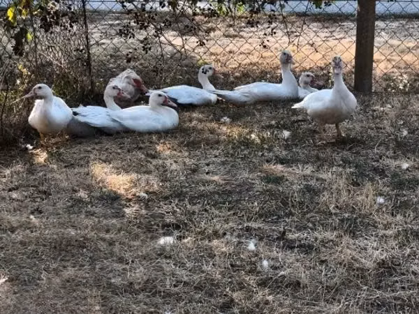 Ducks — Hangari