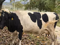 Cow, Russian Black pied cattle — photo 3