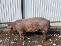 Boar, Pigs — photo 3