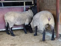 Модагӯсфанд, White Suffolk sheep — акс 2