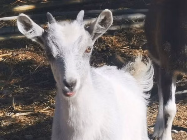 Goat, Goats — Hungary