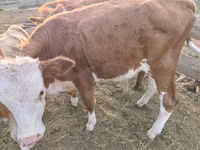 Býk, Simmental cattle — foto 2
