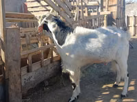 Ziegenbock, Saanen goat — Foto 4