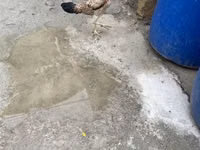 Chickens — Foto 3
