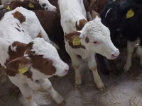 Bou, Simmental cattle — foto 6