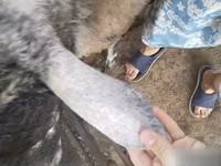 የጎትት አውራ በግ, Sheep — ፎቶ 7