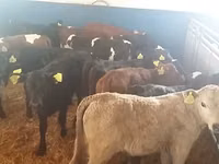 காளை, Simmental cattle — புகைப்படம் 2