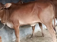 گاو ماده, براهمن — عکس 2