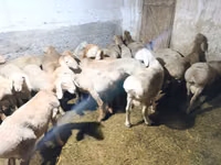 Montone, Hissar sheep — foto 4