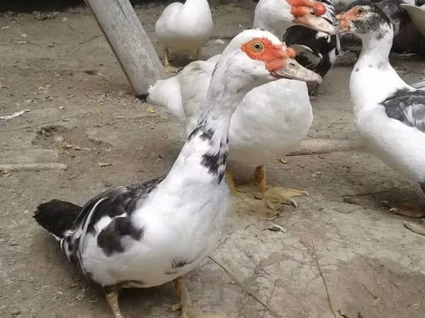 Ducks