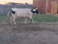 ძროხა, Russian Black pied cattle — ფოტო 1