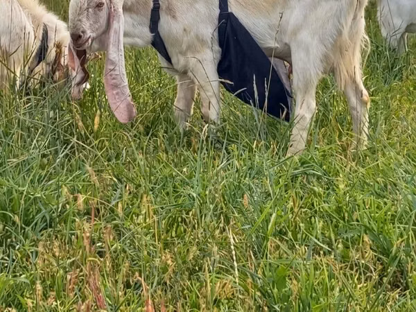 Oğlak, Gulabi goats