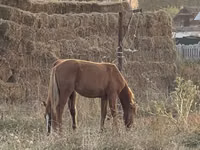 Cavallo, Cavalli — foto 6