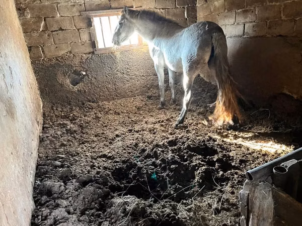 Mare, Horses — Kazakhstan