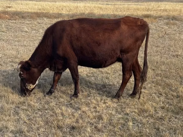 Cow, Latvian Blue cattle — Kazakhstan