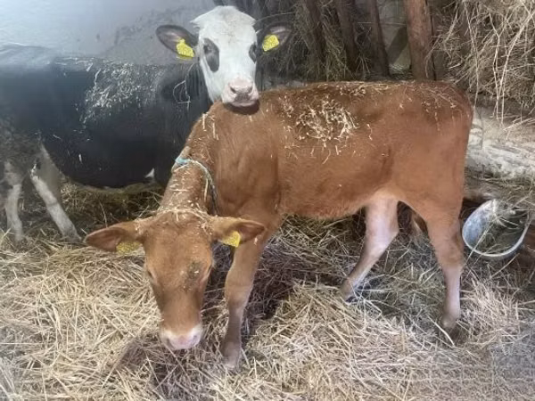 Cow, Limousin cow — Hungary