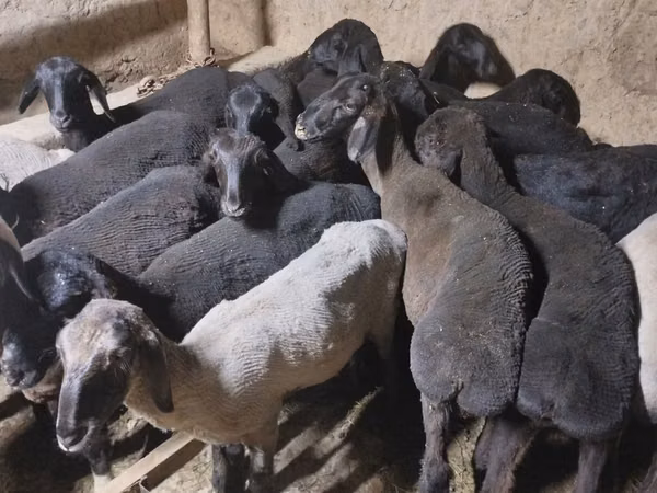 Billy Goat, Goats — Kazakhstan
