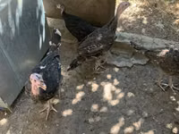 Turkeys — تصویر 3