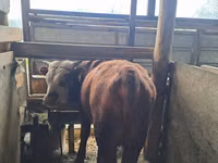 Bull, Alatau breed — photo 7
