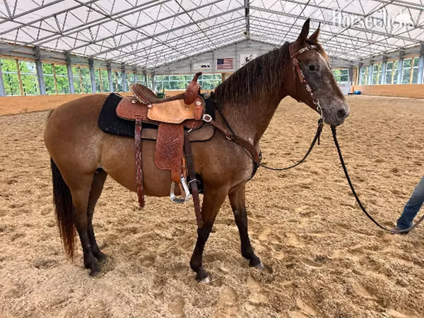 Mare, Appaloosa