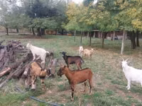 Kambing (lot, jantina tidak dinyatakan), Goats — foto 1