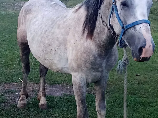 Horse (M), Horses — Kazakhstan