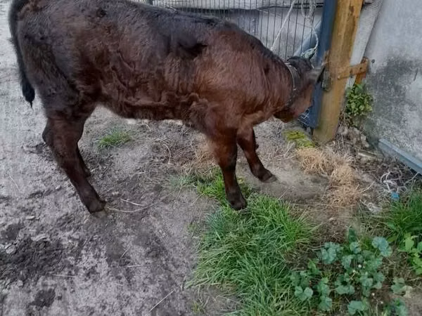 İnək, Simmental cattle