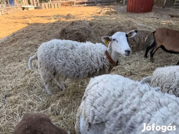 میش, Merino sheep — مجارستان