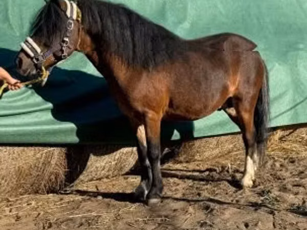 Cavalo, Cavalos