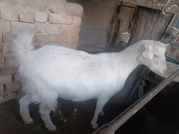 Goat, Russian White goat
