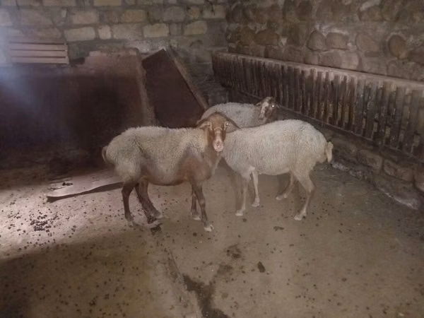 Sheep, Sheep — Azerbaijan