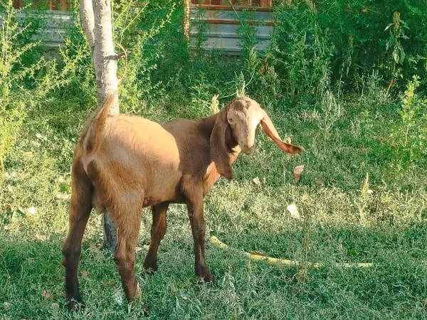 Goats (batch, sex not specified), Nubian Goat — Kyrgyzstan
