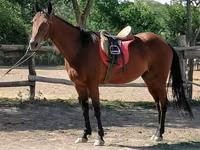 Horse (M), Horses — photo 1
