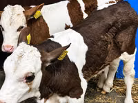 گاو و گوساله (گروه، جنسیت مشخص نشده), Simmental cattle — عکس 2