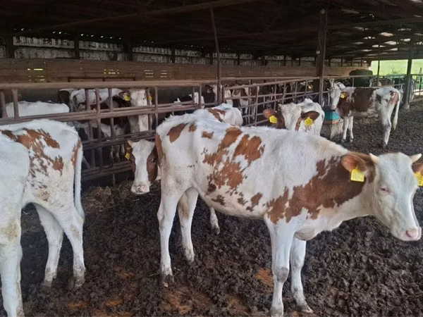 Tehén, Russian Black pied cattle