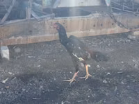 Chickens — photo 7