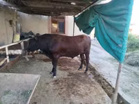 सांड, मवेशी — फ़ोटो 3