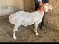 Κριός, Arashan sheep — φωτογραφία 1