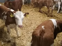 Bydło (partia, płeć nieokreślona), Simmental cattle — zdjęcie 1