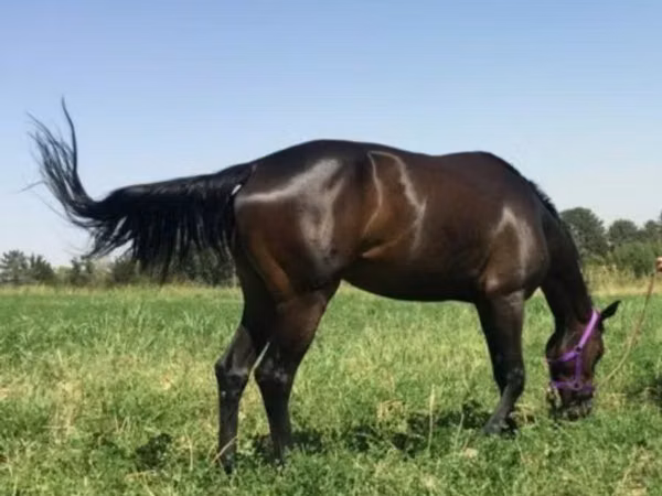 Mare, Anglo-Arabian — Uzbekistan