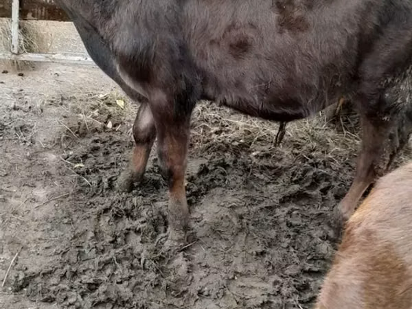 公牛, Cattle — 亚美尼亚