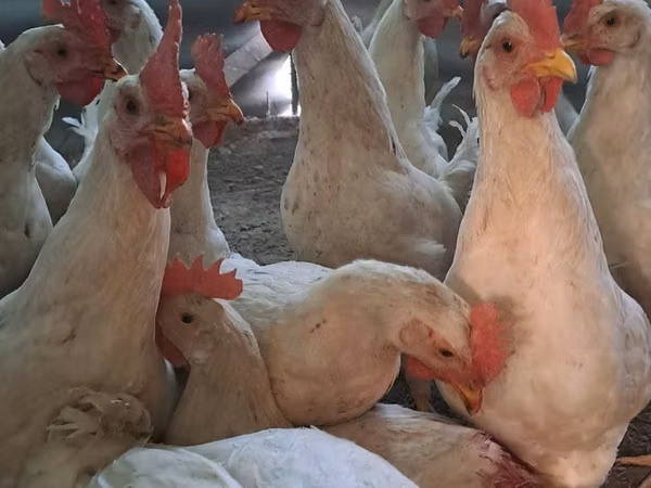 Chickens — Usbakistan