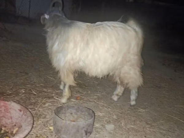 Buk, Geder — Usbekistan