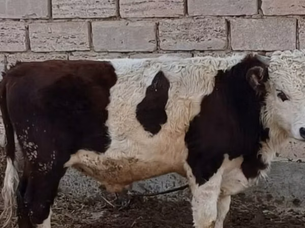 Говбуз, Simmental cattle