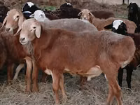 Kambing jantan, Hissar sheep — foto 2