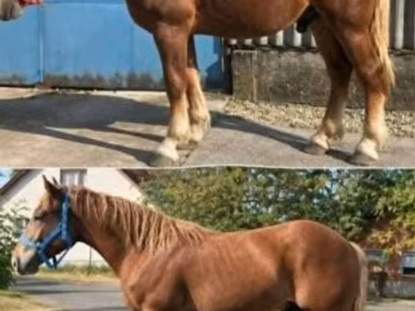 Horse (M), Horses — Hungary