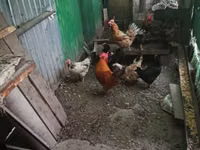 Chickens — акс 1